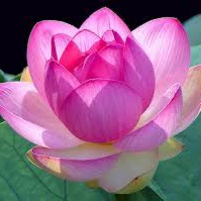 Phật Pháp Vấn Đáp Trực Tiếp